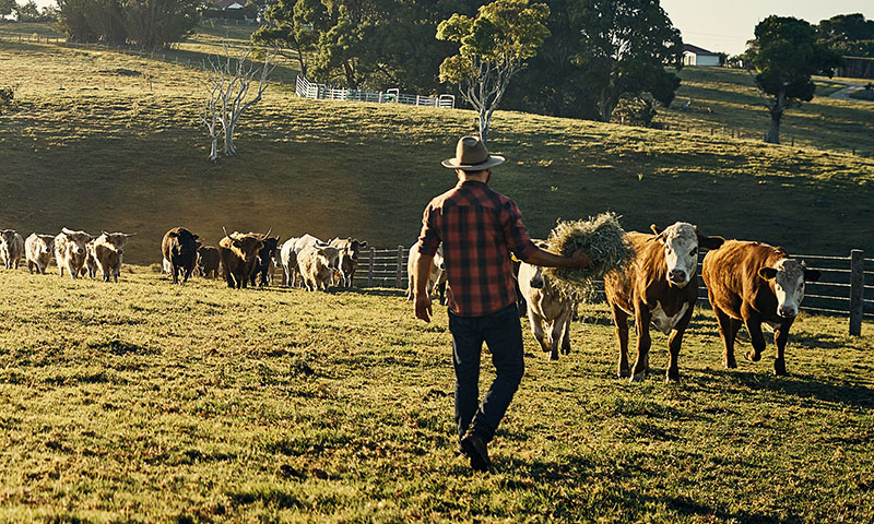 Farmer taking hay over to his cows in the paddock