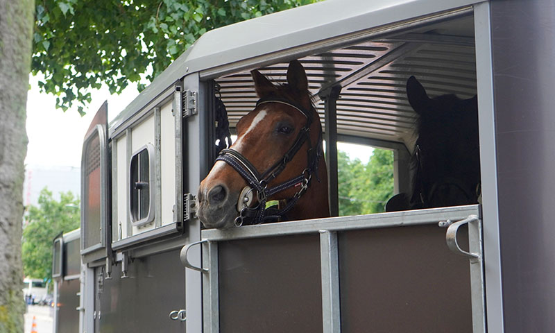 Two horse being transported